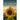 The Picture Book of Sunsets
