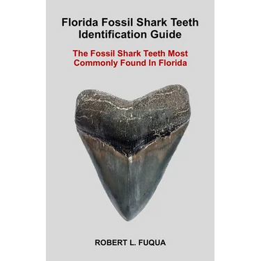Florida Fossil Shark Teeth Identification Guide: The Fossil Shark Teeth Most Commonly Found In Florida