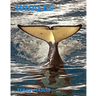Whales: Whale Facts for Kids, Whales Gentle Giants of the Sea