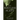 Restless Plant