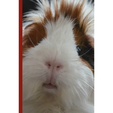 Guinea Pig Says Write