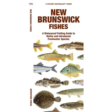 New Brunswick Fishes: A Folding Guide to Native and Introduced Freshwater Species