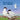 Searching for Skye: An Arctic Tern Adventure