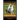 Smooth Fox Terrier Training Book for Smooth Fox Terrier Dogs & Puppies By D!G THIS DOG Training, Training Begins from the Car Ride Home, Smooth Fox Te