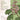The Mind of Plants: Narratives of Vegetal Intelligence