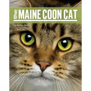 The Maine Coon Cat