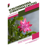 Schlumbergera (Christmas Cactus): Open terrarium, Beginner's Guide