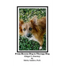 From Rescue Dog To Therapy Dog