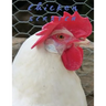 Chicken Scratch