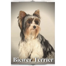 Biewer Terrier: Dog breed overview and guide