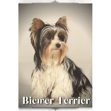 Biewer Terrier: Dog breed overview and guide