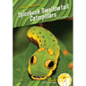 Spicebush Swallowtail Caterpillars