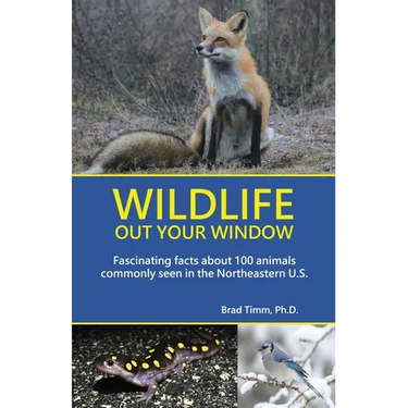 Wildlife Out Your Window: Fascinating Facts About 100 Animals Commonly Seen in the Northeastern U.S.