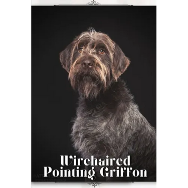 Wirehaired Pointing Griffon: Dog breed overview and guide