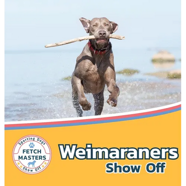 Weimaraners Show Off