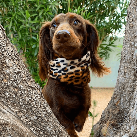 Chelsea Dog Scarf by Dope Dog Co - Vysn