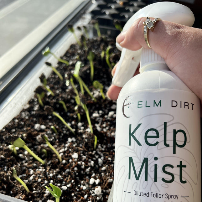 Kelp Mist by Elm Dirt - Vysn