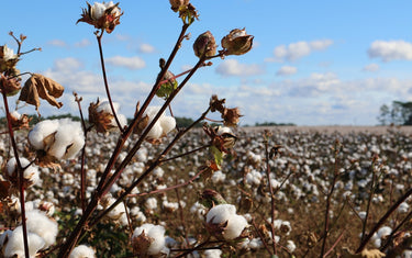 Decoding Sustainable Fashion: A Transformation in the Industry