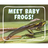 Meet Baby Frogs!