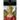 The Wife