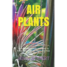 Air Plants: Every Detailed Thing You Need To Know About The Air Plants And How To Care For Them