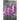 Flowers: Picture Books For Adults With Dementia And Alzheimers Patients - Colourful Photos Of Flowers With Names