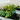 10" x 20" Seedling Heat Mat for Seed Germination