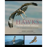 Hawks from Every Angle: How to Identify Raptors in Flight
