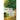 Ebony Locks and the Star Apple Tree