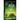 The Rise: Book 3 in The Wall Trilogy