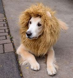 Dach Everywhere™ Lion Mane Dog Costume by Dach Everywhere