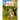 Three Young Pilgrims