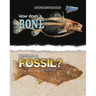 How Does a Bone Become a Fossil?