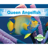 Queen Angelfish