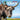 All about Asian Yaks