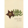 Stapelia Mixta