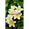 The Frangipani Blossom