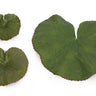 Assorted Bag of Leaves Filler (Set of 12)