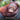 One Special Orangutan: The Story of Budi