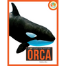Orca
