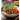 Vibrant Veggie Bowls Cookbook: Explore 100+ Recipes, Pictures Included for Every Colorful Creation!