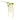 Amaranthus Floral Stem (Set of 4)