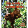 Baby Animals in Rainforest Habitats