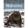 Animals Illustrated: Wolverine