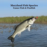 Maryland Game Fish and Panfish Species Kids Book: Great Book About the Different Types of Fish in Maryland