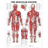 The Muscular System Anatomical Chart