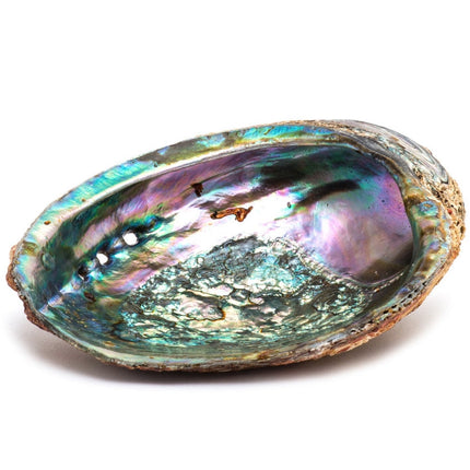 Abalone shell ash tray/ wooden Stand /  Sage by OMSutra