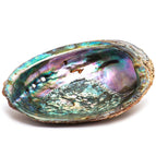 Smudge Ash Tray Burner Abalone shell only - Medium 4