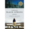 Through Black Spruce