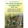 An introduction to The Ocelot and Margay and Other Rare Wild Cats Including Caracal, Clouded Leopard, Black Footed Cat, Fishing Cat and Iberian Lynx